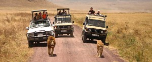 wildlife safari Tanzania
