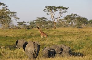 3 day Serengeti safari Seronera