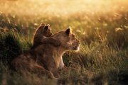 Lioness Serengeti National Park