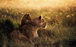 Lioness Serengeti National Park