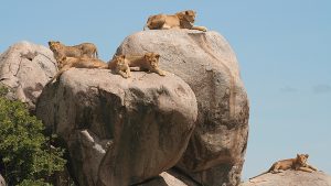 Gol Kopjes Serengeti