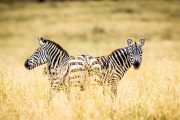 Zebras in Serengeti