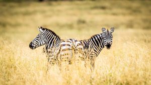 Zebras in Serengeti