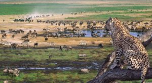 safari ngorongoro and serengeti