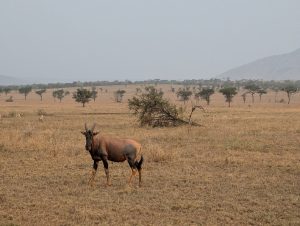 9 days Serengeti and Zanzibar Tour