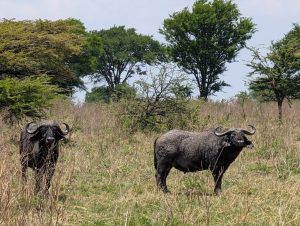 Safari Serengeti and Zanzibar beach Buffaloes