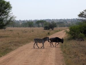 Safari in Tanzania and Zanzibar beach 9 Days
