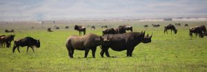 3 day camping safari Tanzania
