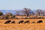 3 days Tarangire Safari