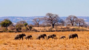 3 days Tarangire Safari