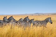 tanzania camping 5 days