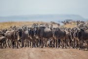 Migration safari from Zanzibar