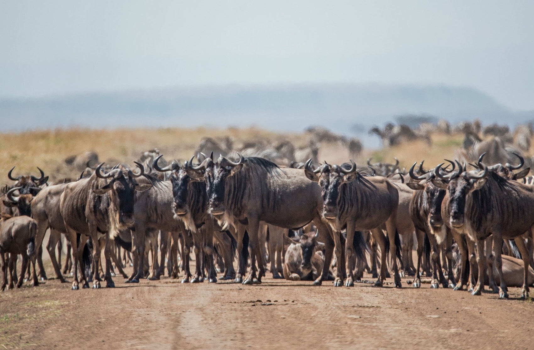 Migration safari from Zanzibar