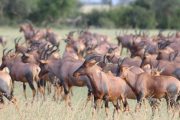 topi Tanzania Serengeti