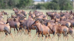topi Tanzania Serengeti
