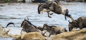 Wildebeests Migration Crossing Serengeti