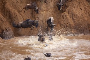 Wildebeests Migration Crossing River