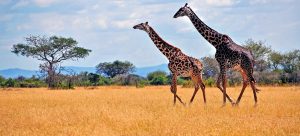 Tanzania Safari Testimonials