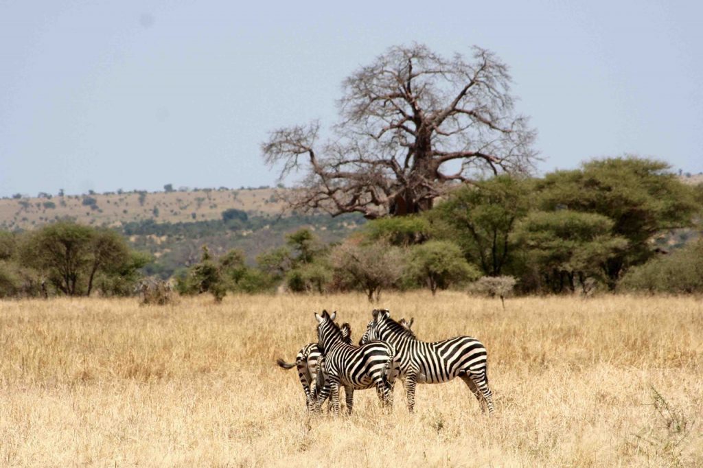 Tarangire National Park