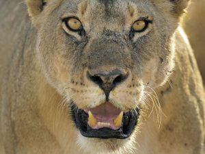 Serengeti National Park