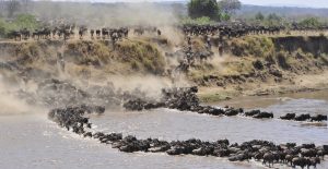 wildebeests Serengeti