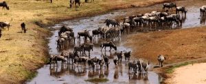 tarangire safari