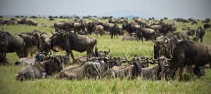 gnu migration