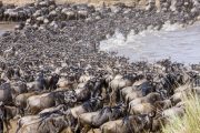 wildebeests migration river crossing serengeti