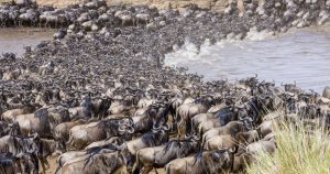 wildebeests migration river crossing serengeti