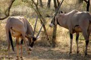 Mkomazi National Park