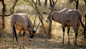 Mkomazi National Park