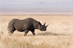 Ngorongoro Crater and Conservation Area