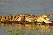 Crocodiles Selous safari