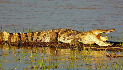 Crocodiles Selous safari