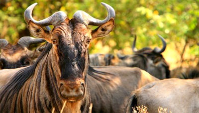 Serengeti National Park