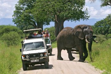 safari tanzania 4 days