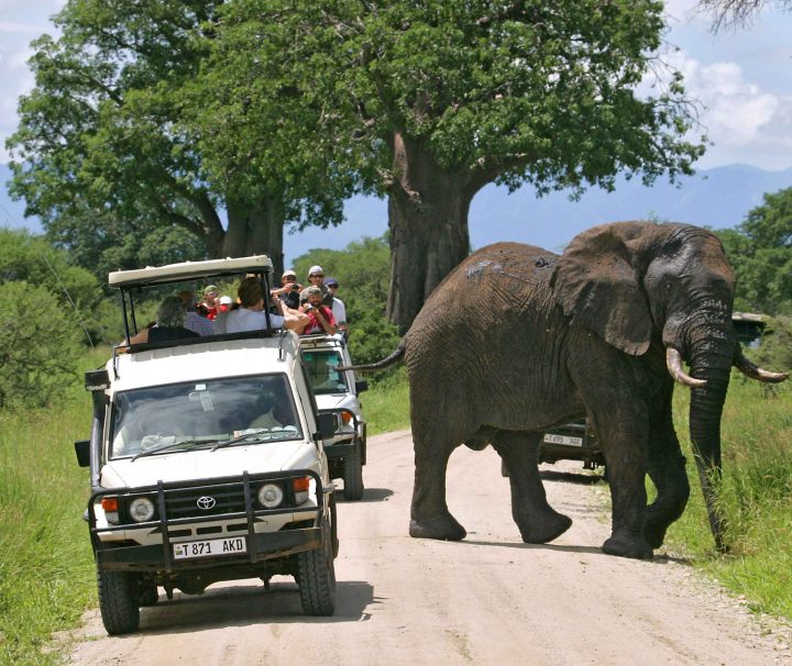 safari tanzania 4 days