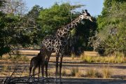 giraffes Selous safari Zanzibar