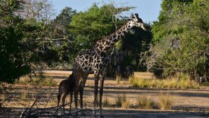 giraffes Selous safari Zanzibar