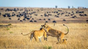 Kilimanjaro safari Serengeti lions