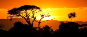 Booking Conditions Safari Tanzania