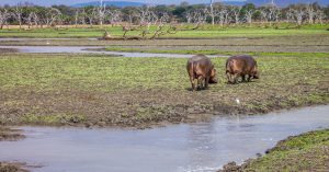 selous mikumi safari