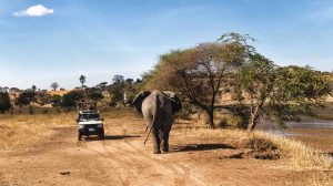 Selous safari from Zanzibar elephant