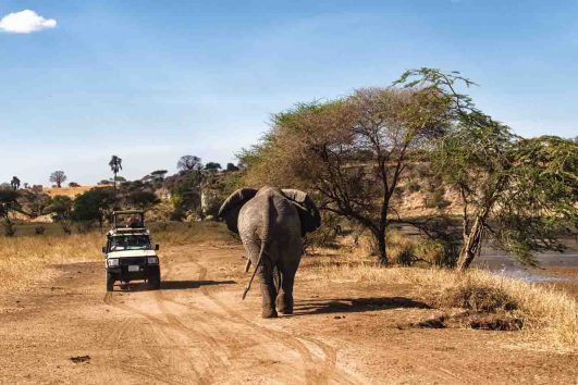 Selous safari from Zanzibar elephant