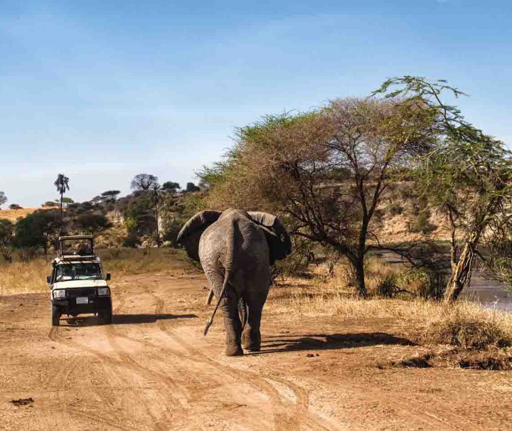 Selous safari from Zanzibar elephant