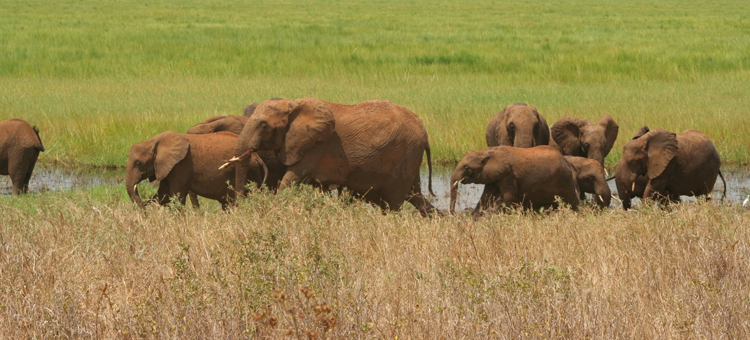 5 days lodge Tanzania safari