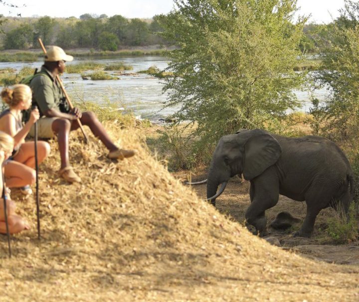 walking safari in selous