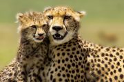 6 day camping safari cheetahs