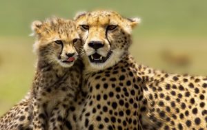 6 day camping safari cheetahs