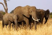 one week safari Tanzania